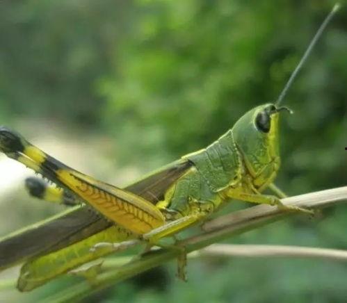 国产金属蝗虫测评视频播放,音浪激荡，探寻国产金属新势力