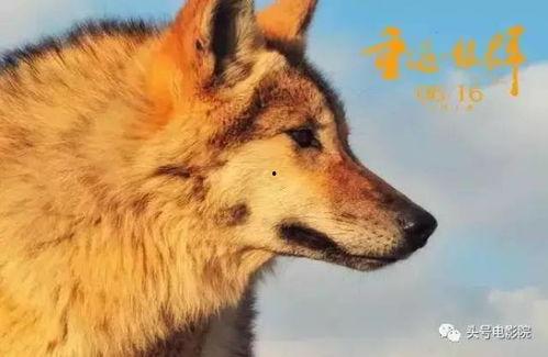 国产美女与狼免费视频,激情燃烧的禁忌之恋