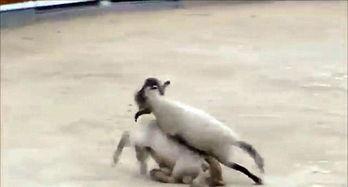 国产斗羊视频大全下载,国产斗羊视频大全精选集锦