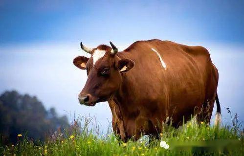 国产福利视频牛牛,国产福利视频中的青春活力与时代风采