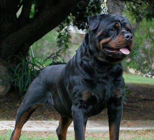 最猛国产护卫犬视频,揭秘最猛国产护卫犬震撼瞬间