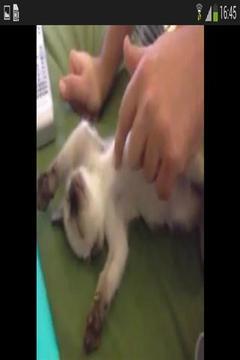 国产猫搞笑视频下载